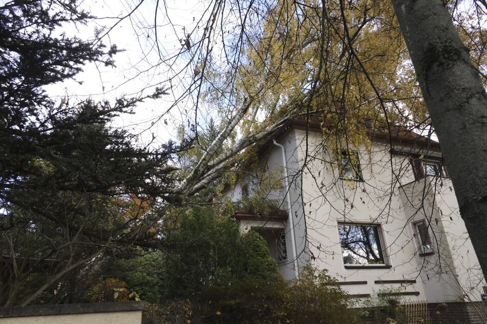 Der Baum stürzte auf ein Wohnhaus.