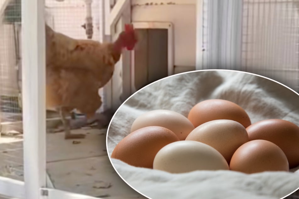 Adolescente encuentra huevos en su cama: lo que descubre después hace reír a todos
