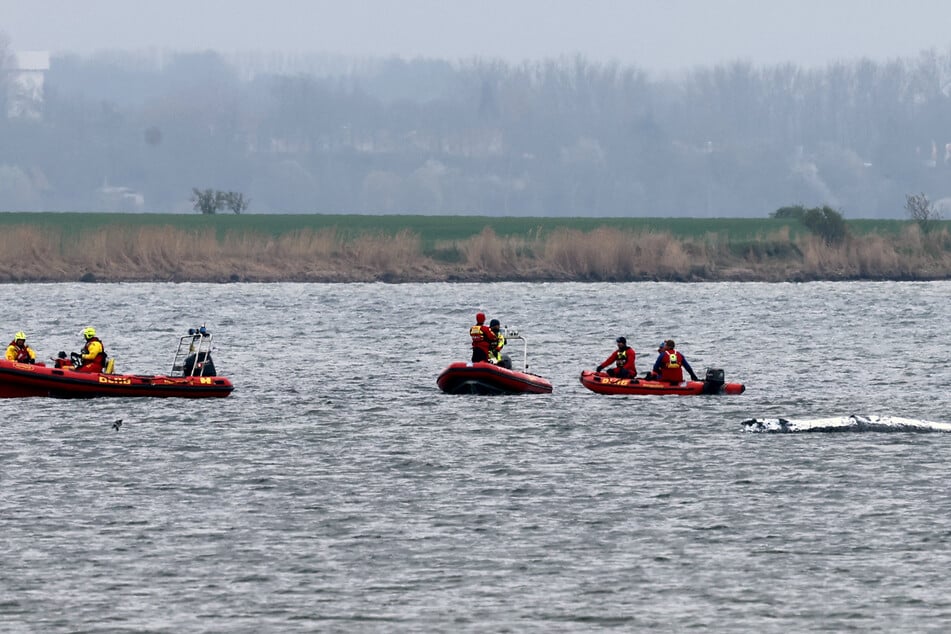 Immer wieder nähern sich DLRG Boote dem Buckelwal.