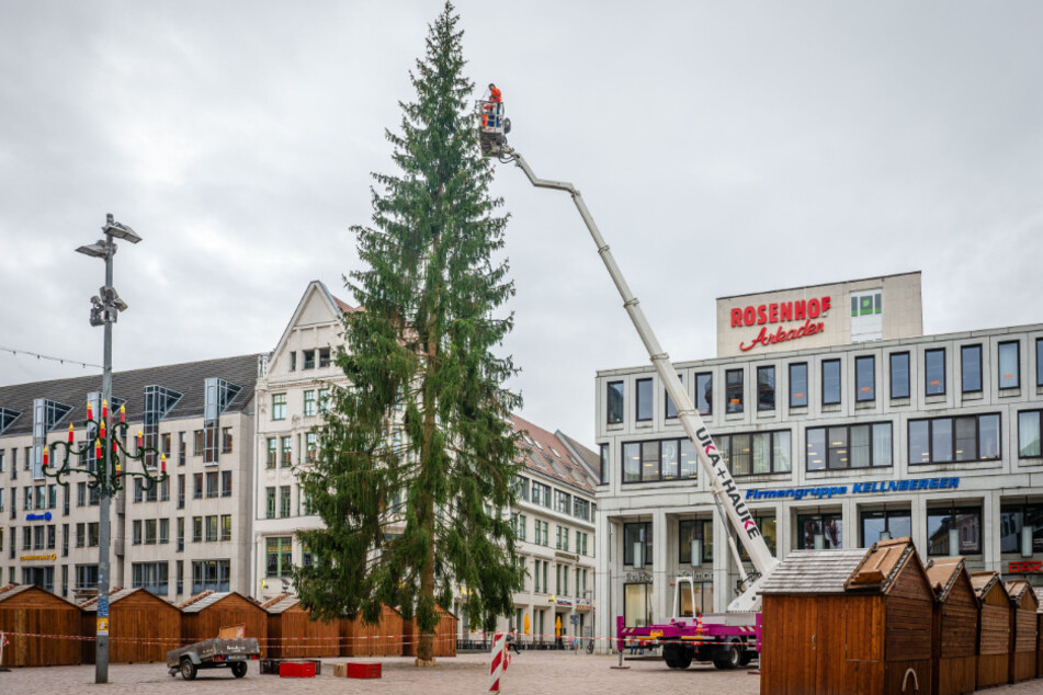 Auch in diesem Jahr wird wieder heftig über den Weihnachtsbaum auf dem Markt diskutiert.