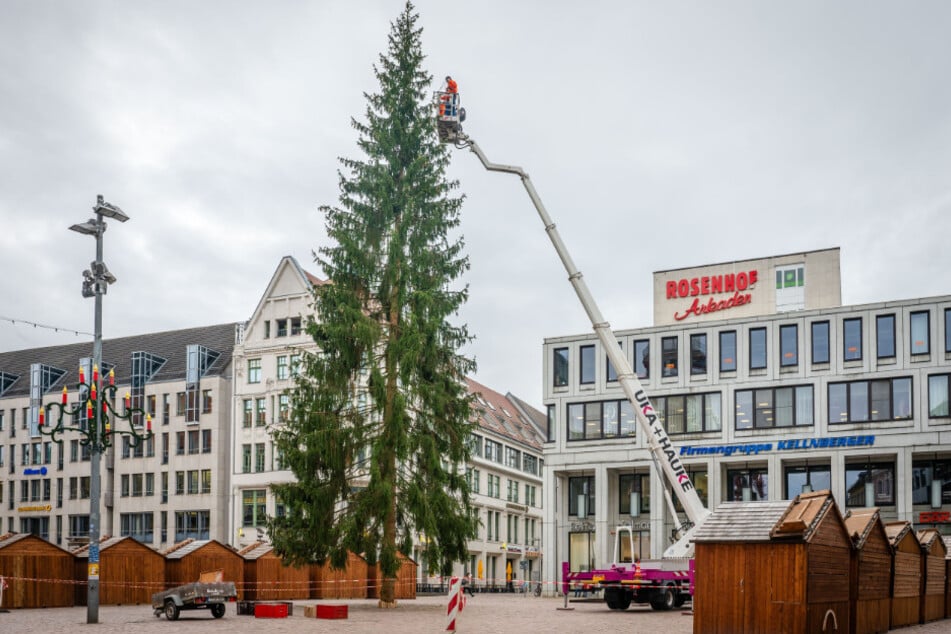 Auch in diesem Jahr wird wieder heftig über den Weihnachtsbaum auf dem Markt diskutiert.