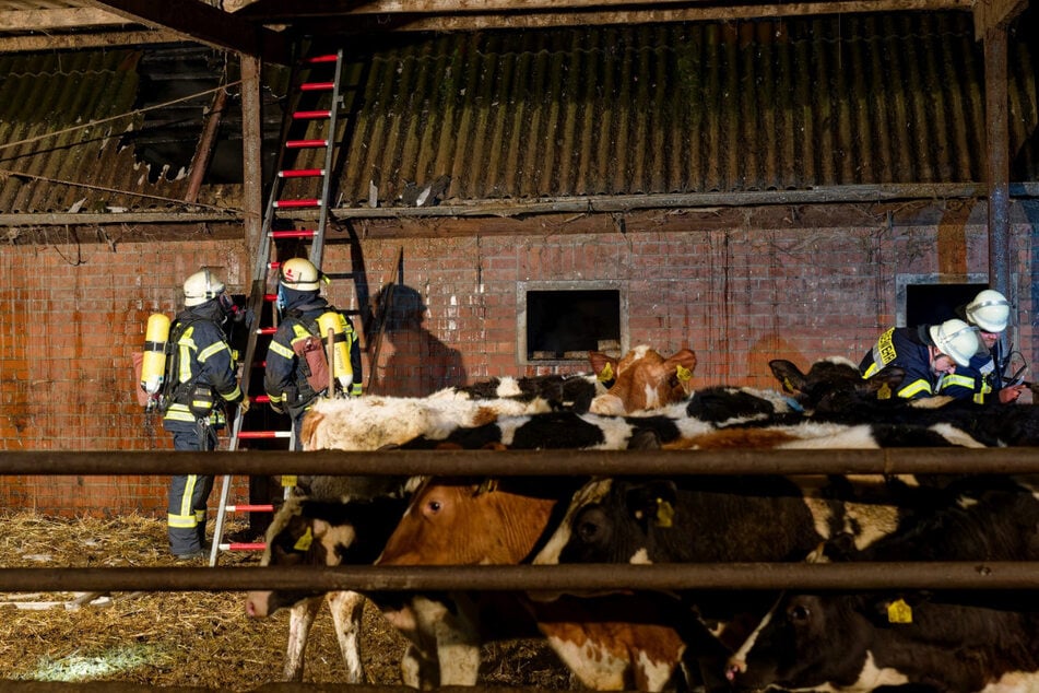 Die Feuerwehr konnte einige Kälber aus dem brennenden Stall retten.