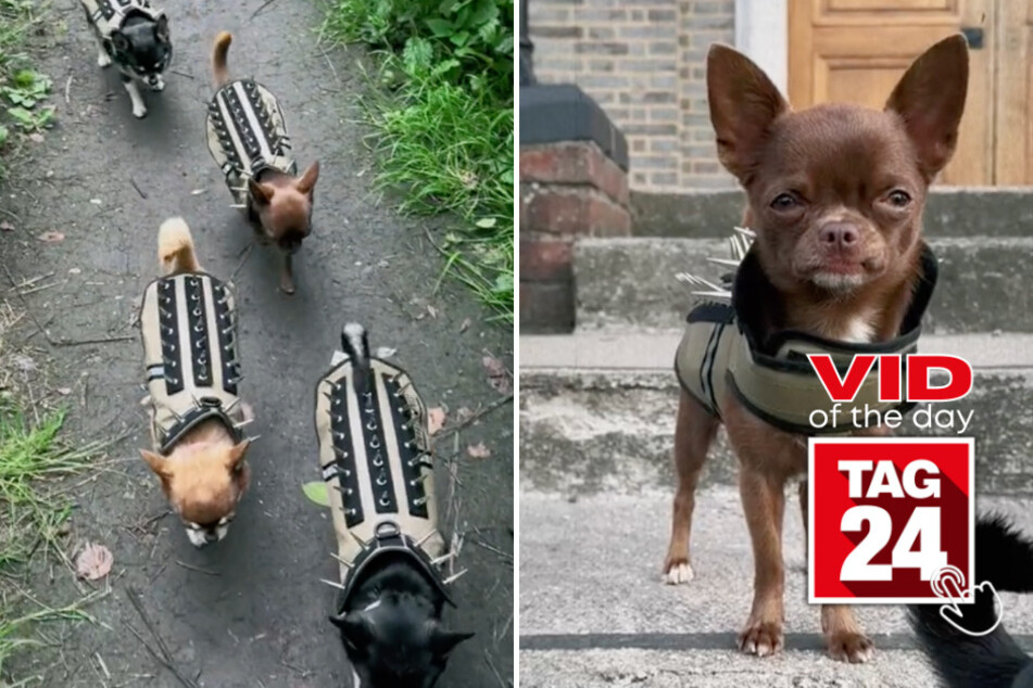 viral videos: Viral Video of the Day for August 19, 2023: Hardcore Chihuahuas rock TikTok world!