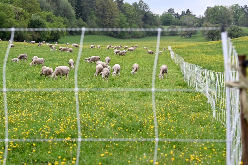 Um an seine Beute zu gelangen, musste der Wolf zuvor einen Elektrozaun überwinden.