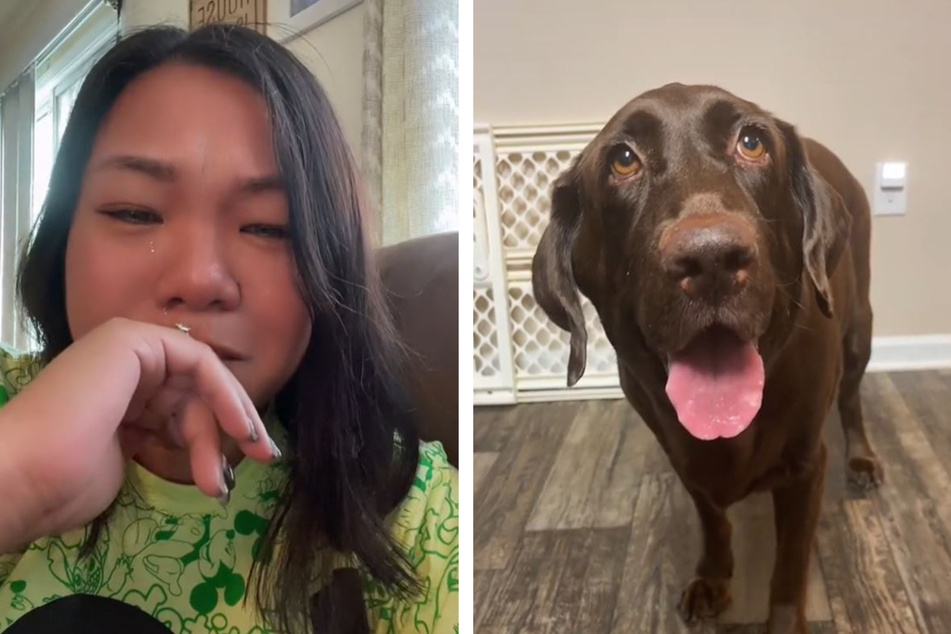 TikToker makes millions cry with touching farewell to her late Labrador