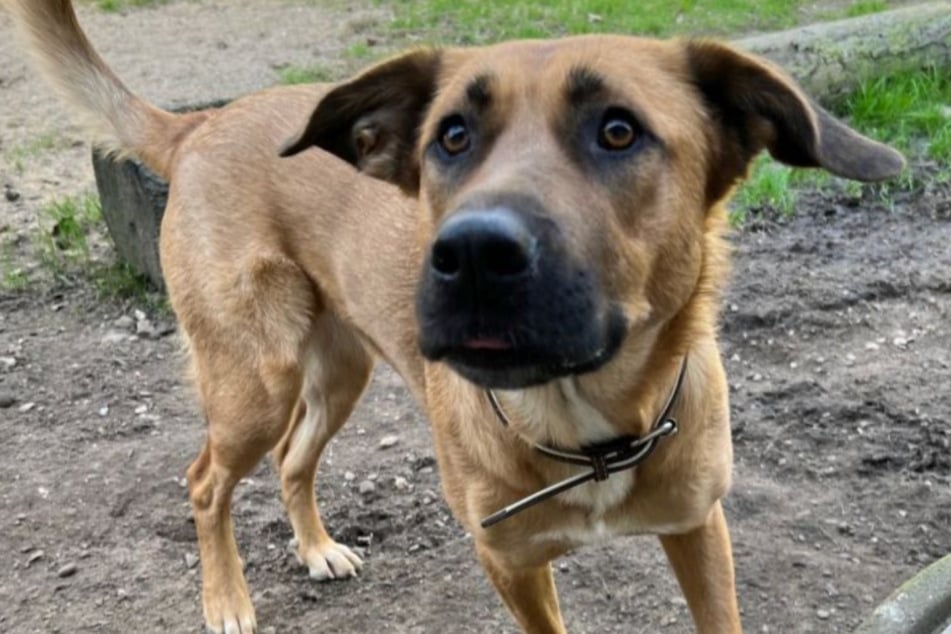 Für Lacey suchen die Kölner Tierretter nach erfahrenen Hundefreunden in ländlicher Umgebung, die daheim viel Platz haben.