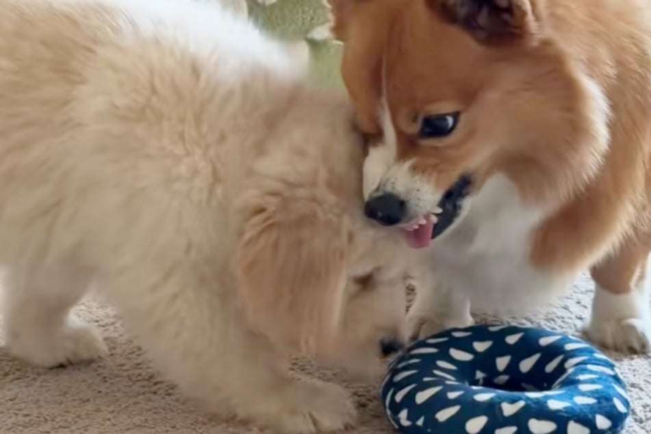 "Pfoten weg von meinem Spielzeug!" Corgi-Dame Ruby fletscht die Zähne, als Welpe Hugo ihrem "Eigentum" zu nahe kommt.