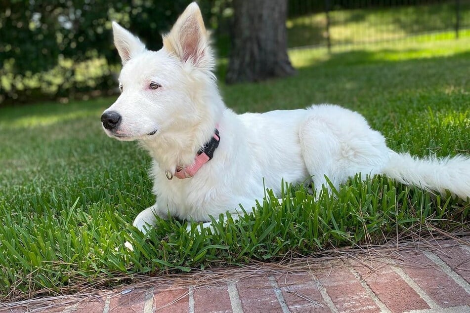 Mangy dog wandered the lonely streets until someone finally stepped in ...