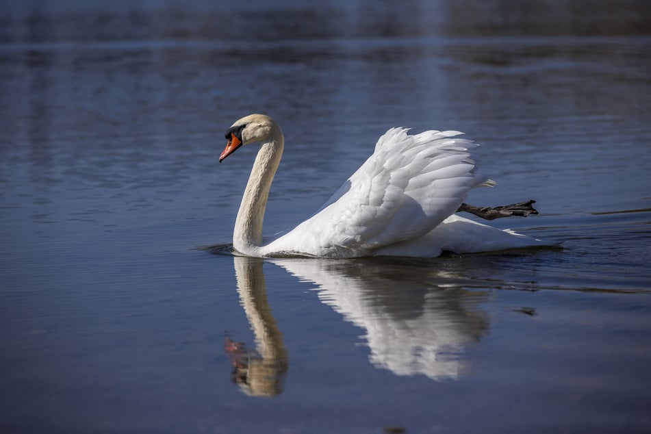 Seit Jahren werden die Schwäne an den Kiesseen gestört, haben keinen Nachwuchs mehr.