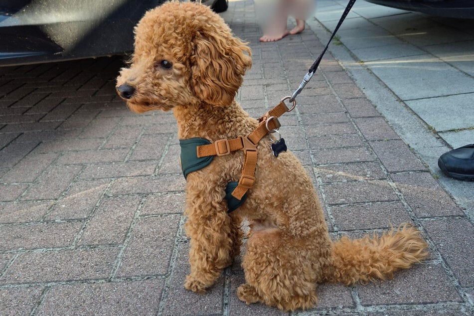 Anschließend konnte der Hund seinem erleichterten Herrchen zurückgegeben werden.