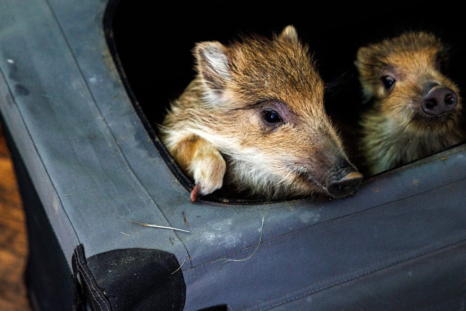 Zwei der gut gelaunten Frischlinge schauen neugierig aus einer Transportbox.