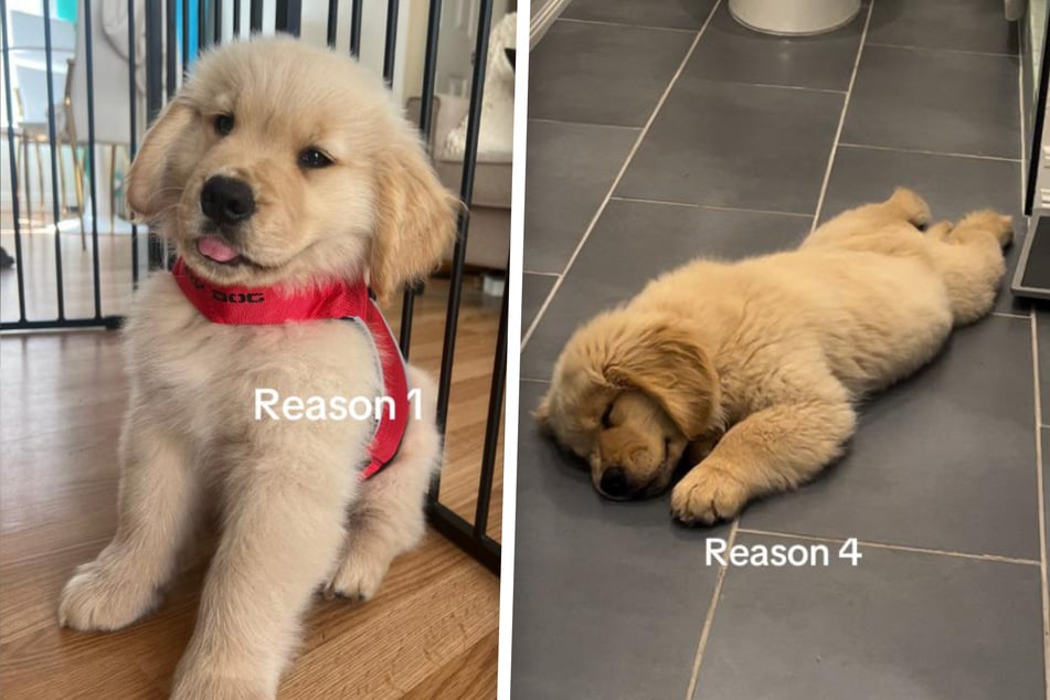 Zebbys Frauchen hat mehr als "eine Million" Gründe für eine Goldie-Anschaffung.