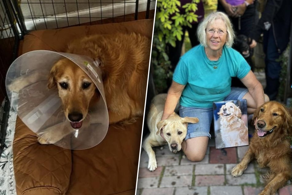 Lastwagen übersieht Frau samt ihrer Hunde: Was dann passiert, treibt Tränen in die Augen
