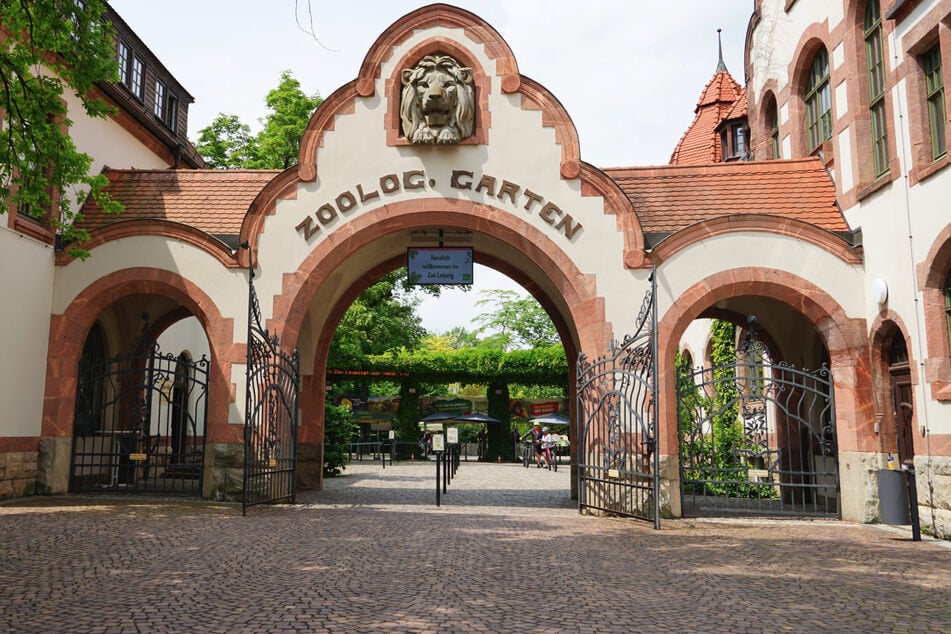 Der Zoo Leipzig beteiligt sich aktuell unter anderem an einem Artenschutzprogramm, um Feldhamster in Sachsen wieder anzusiedeln.