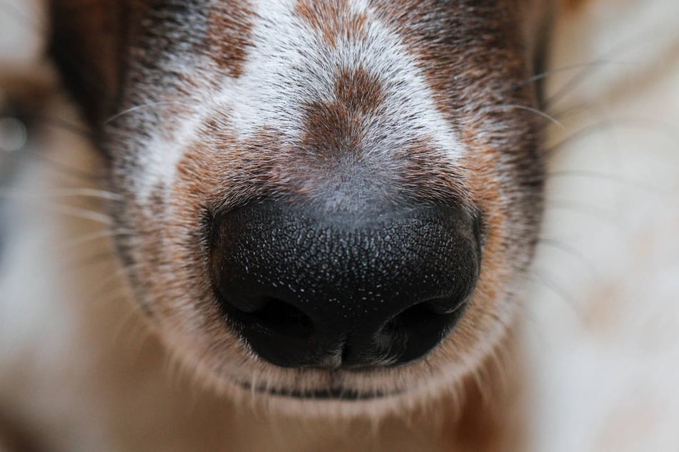 Der Nasenrücken ist bei Hunden besonders ungeschützt gegen Sonne.