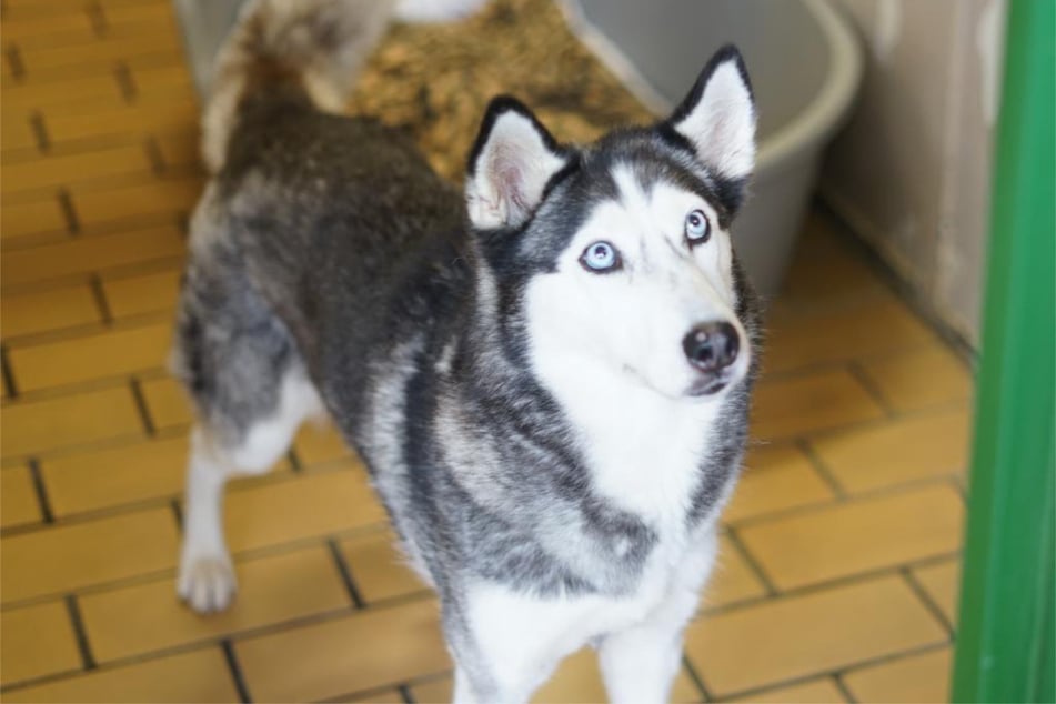 Husky-Dame Trinity aus dem Hamburger Tierheim sucht schon zum zweiten Mal ein richtiges Zuhause.