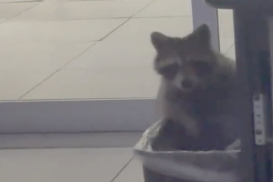 Kollegen vermuten Einbrecher im Büro: Dann schaut dieser Kerl aus dem Papierkorb