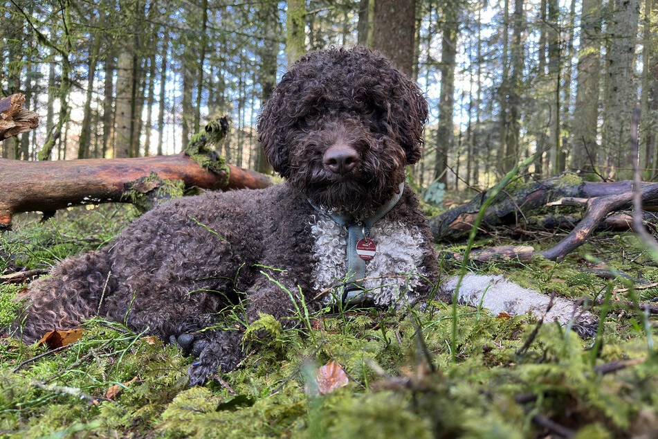 Hund "Leo" stellte seinen Spursinn unter Beweis und entdeckte den Trüffel unter der Erde.