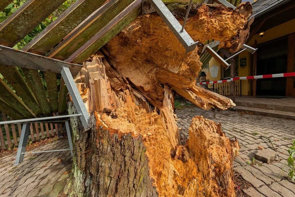 Der alte Kastanienbaum wurde durch das Unwetter schwer beschädigt.