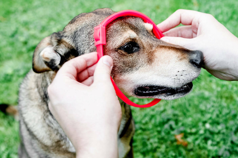 Spezielle Hundehalsbänder sorgen dafür, dass ein Wirkstoff gegen Zecken in winzigen Staubpartikeln abgegeben wird.