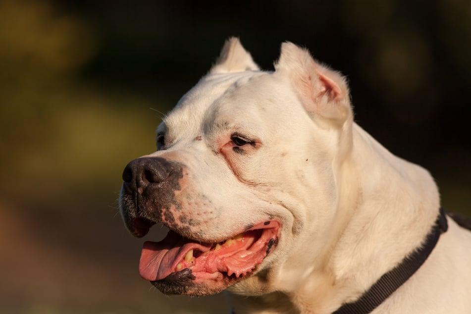 Zwei Mädchen wurden am Freitag in Torgau von einem Dogo Argentino verletzt - der Hund hatte die beiden Kinder angefallen und gebissen. (Symbolbild)