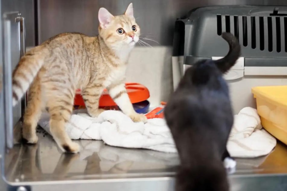 Die beiden jungen Katzen sind immer auf der Suche nach neuen Abenteuern.