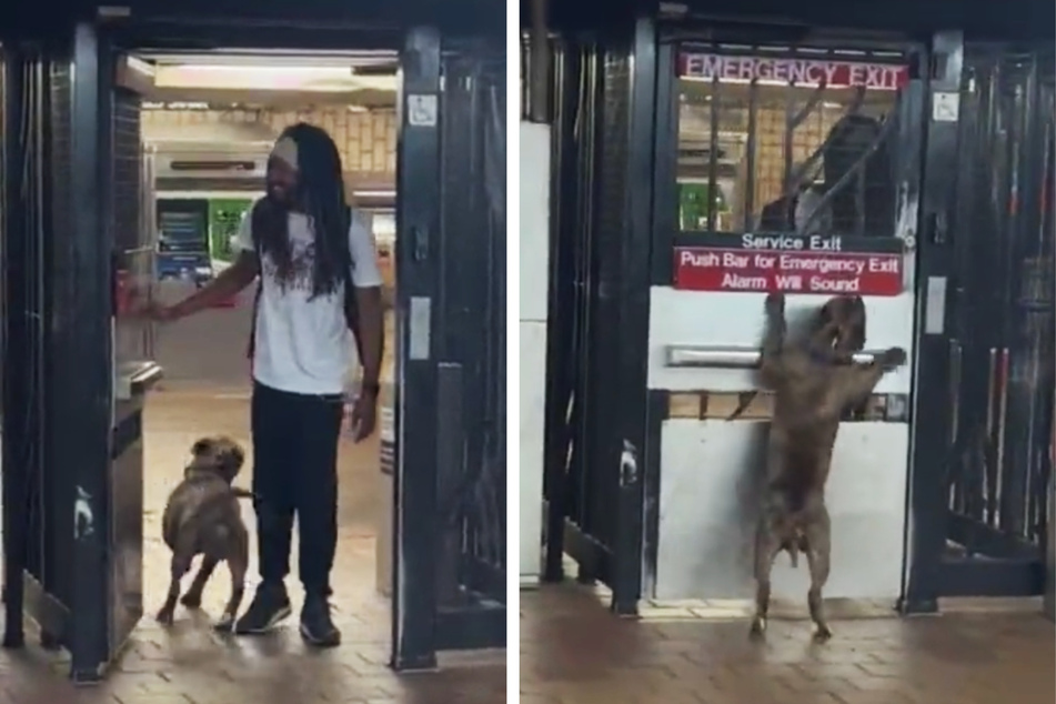 NYC man trains his dog to help him avoid subway tolls in amazing video!