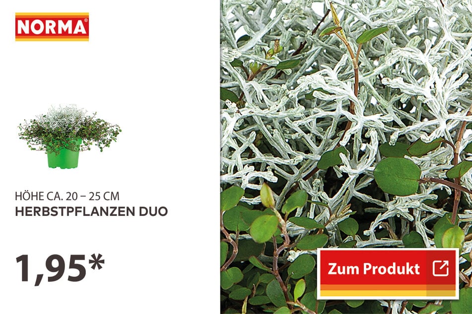 Herbstpflanzen-Duo für nur 1,95 Euro.