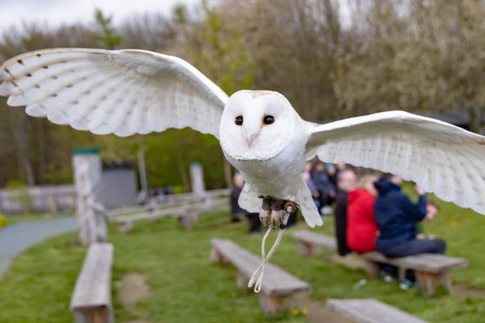 In der Falknerei Herrmann dreht sich am Samstag alles um die Eulen. (Archivbild)
