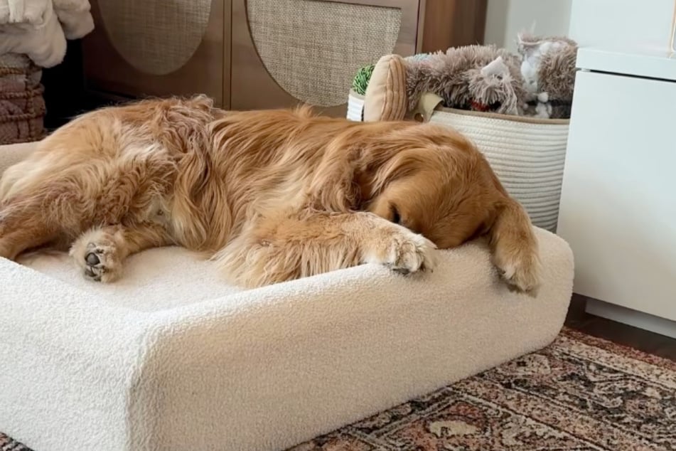 So fand Frauchen Julia ihren geliebten Golden Retriever Wally, nachdem ihr Verlobter Tim zur Arbeit gegangen war.