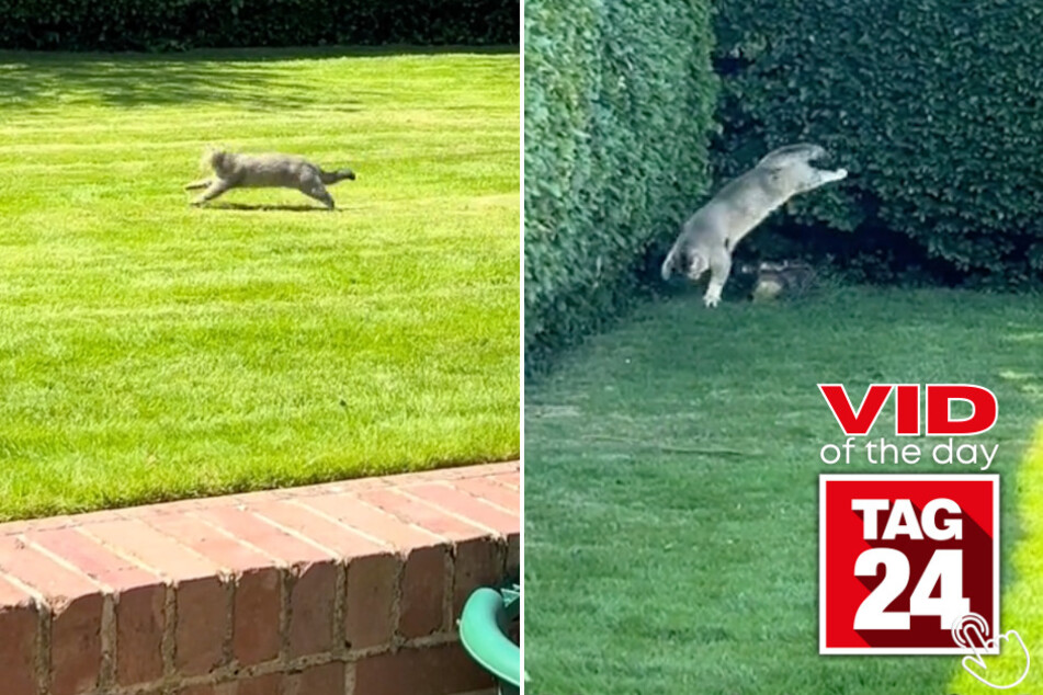 Today's Viral Video of the Day features a kitty who backflipped after being let outside for the first time!