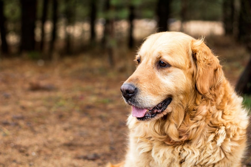 Ältere Hunde hecheln mehr als noch in jüngeren Jahren.