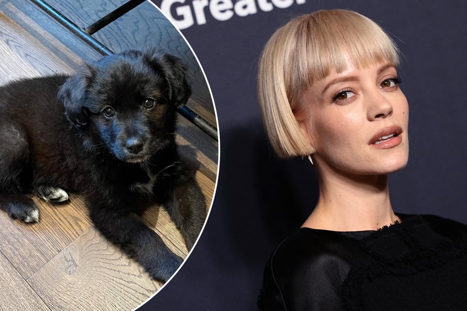 Pop star Lily Allen is facing significant backlash after she revealed the surprising reason she returned a dog after adopting her.