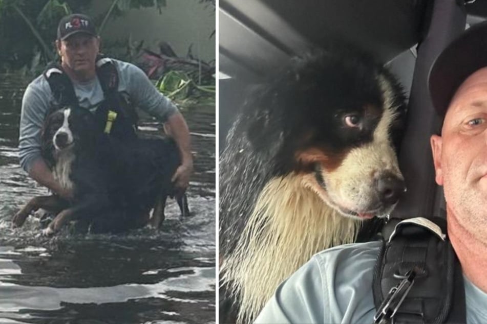 The animal showers its helper with gratitude after the rescue.