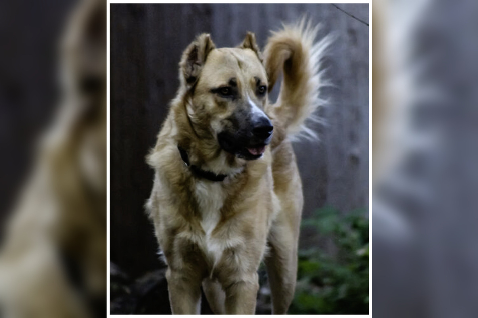 Zunächst sollte Cujo die Möglichkeit haben, jederzeit ins Freie zu können.