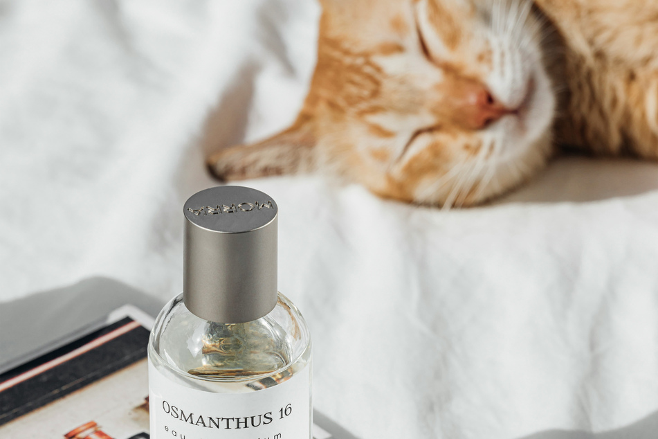 If your cat is displaying symptoms after being exposed to perfume, take it to the vet.