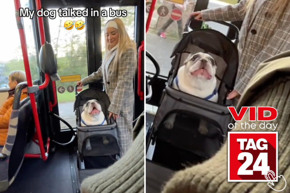 Today's Viral Video of the Day features a hilarious pup that won't stop yapping on public transit!