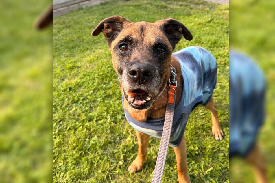 Der Boxer-Mix-Rüde ist bereits 15 Jahre alt, doch Everest hält ihn jung.