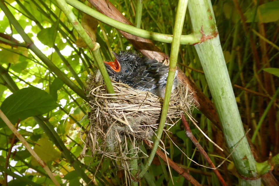 Im Knöterich wächst auch ein junger Kuckuck heran - im Nest eines Sumpfrohrsängers.
