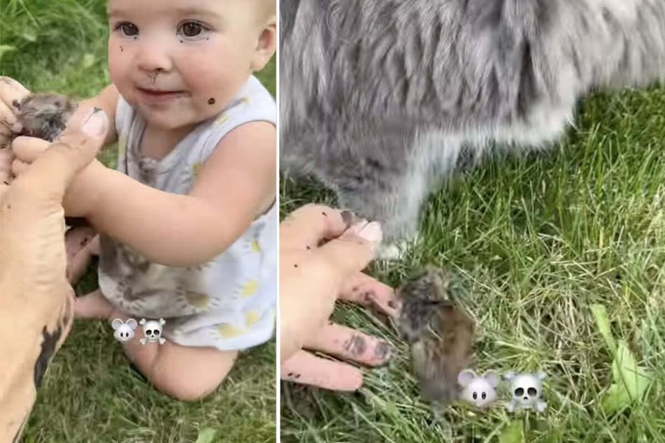 Ariel the cat had given the child a dead mouse.