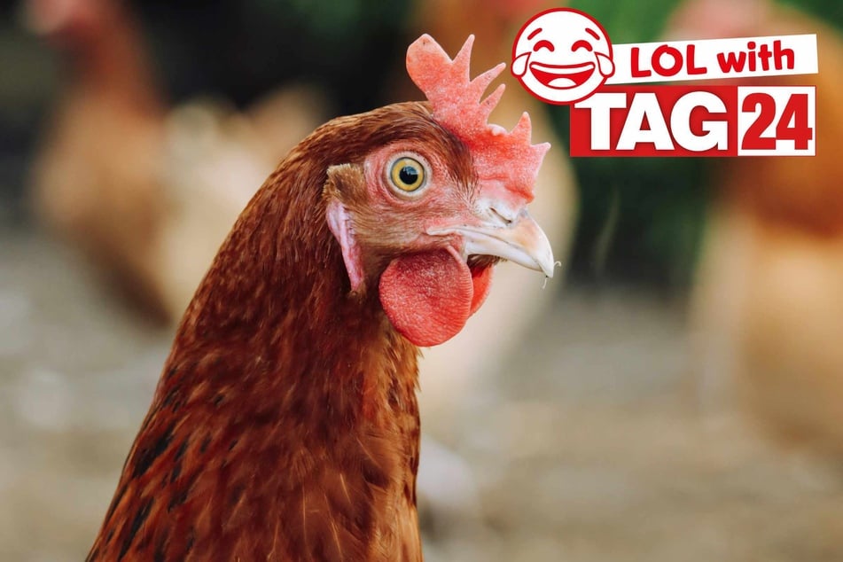 Joke of the Day for March 8, 2026: A clucking funny