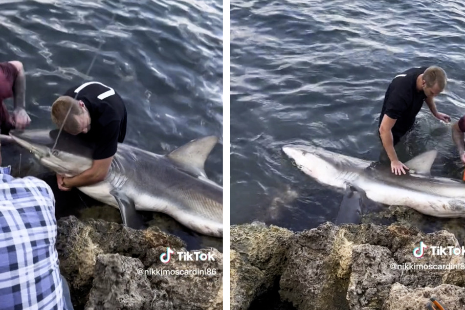 Shark freed from fishing tackle in daring rescue operation caught on video!