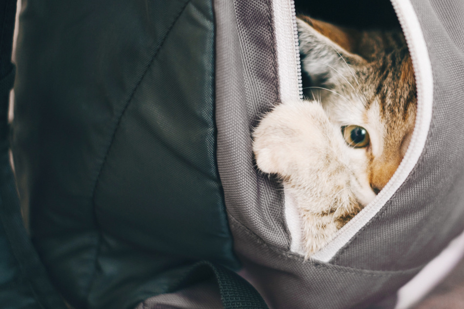 Katze in den Rucksack? Das sind die großen Fehler, die Du machen kannst