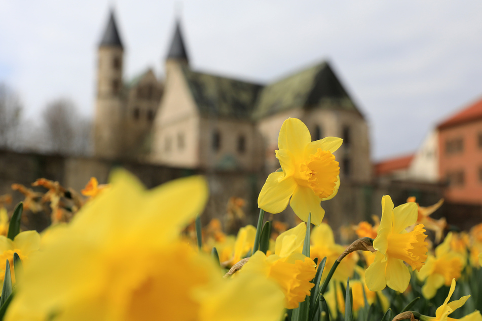33.000 Blumen wurden in Magdeburg gepflanzt, damit diese im Sommer das Stadtbild verschönern. (Symbolbild)