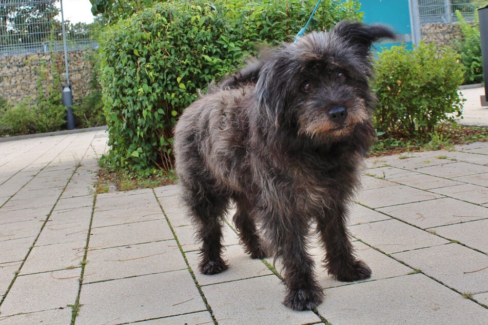 Schnauzer mix "Charly" enjoy some peace and quiet for life.