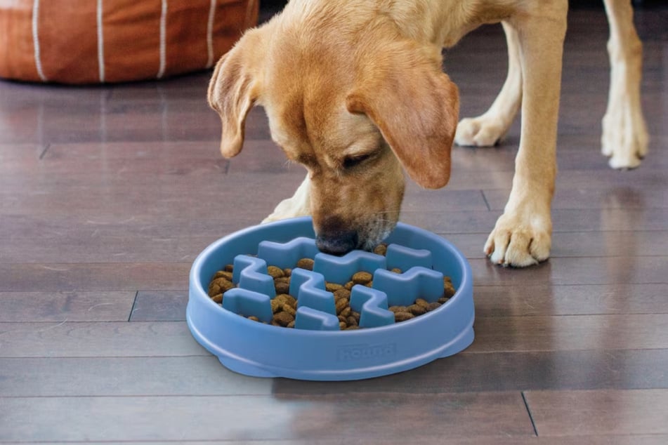 Chewy's Black Friday sale slashes prices on everything your pet needs right now