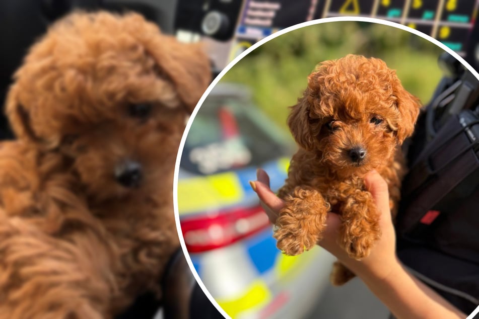 Deshidratado y temblando: aduanas confiscan cachorro de caniche en la A81