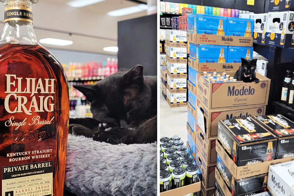 Mittlerweile ist Miss Betty auch im Bereich Marketing gut geübt und taucht zur Vermarktung von neuen Produkten immer wieder in Instagram-Posts der "Liquor Barn" auf.