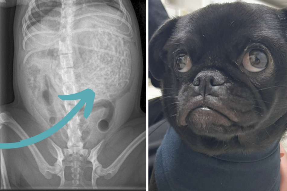 Hund verhält sich komisch: Als der Tierarzt seinen Bauch röntgt, wird alles klar