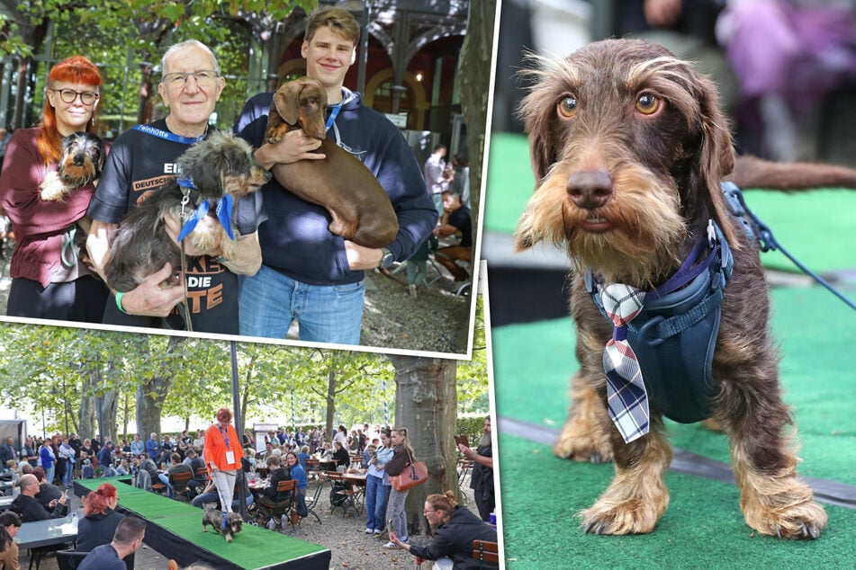 Leipzig: Taube Hundedame DER Publikumsliebling: Dackelparade lockt Hunderte Besucher in Biergarten